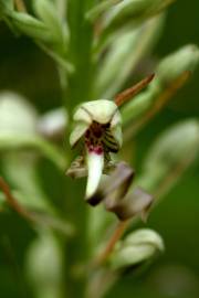 Fotografia da espécie Himantoglossum hircinum