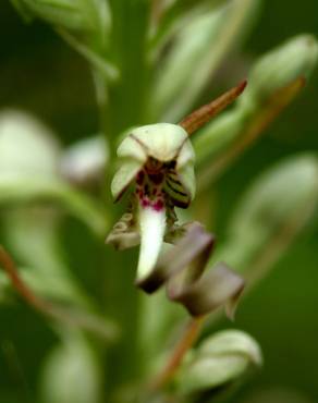 Fotografia 13 da espécie Himantoglossum hircinum no Jardim Botânico UTAD