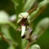 Fotografia 13 da espécie Himantoglossum hircinum do Jardim Botânico UTAD