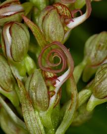 Fotografia da espécie Himantoglossum hircinum