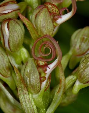 Fotografia 15 da espécie Himantoglossum hircinum no Jardim Botânico UTAD