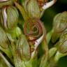 Fotografia 15 da espécie Himantoglossum hircinum do Jardim Botânico UTAD