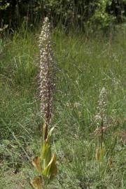 Fotografia da espécie Himantoglossum hircinum