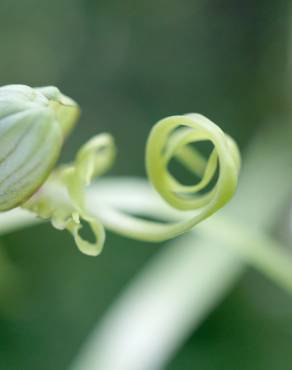 Fotografia 18 da espécie Himantoglossum hircinum no Jardim Botânico UTAD