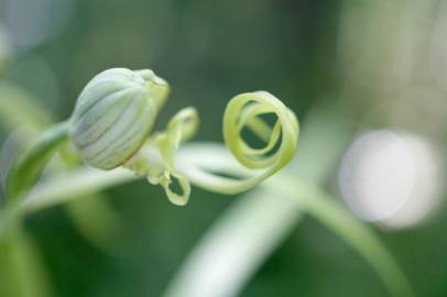 Fotografia da espécie Himantoglossum hircinum