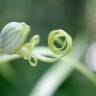 Fotografia 18 da espécie Himantoglossum hircinum do Jardim Botânico UTAD