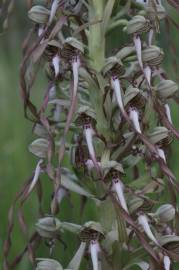 Fotografia da espécie Himantoglossum hircinum