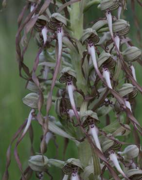 Fotografia 19 da espécie Himantoglossum hircinum no Jardim Botânico UTAD
