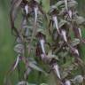 Fotografia 19 da espécie Himantoglossum hircinum do Jardim Botânico UTAD