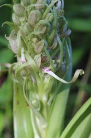 Fotografia da espécie Himantoglossum hircinum