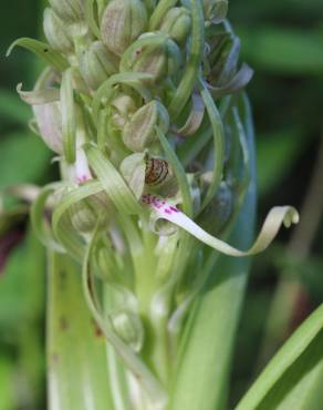 Fotografia 20 da espécie Himantoglossum hircinum no Jardim Botânico UTAD