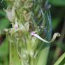 Fotografia 20 da espécie Himantoglossum hircinum do Jardim Botânico UTAD