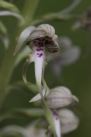 Fotografia da espécie Himantoglossum hircinum