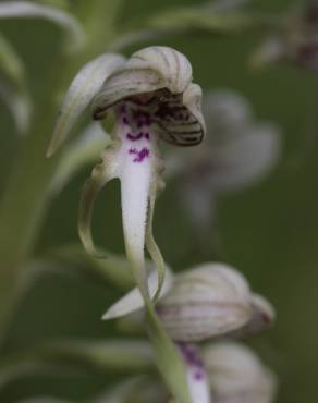 Fotografia 22 da espécie Himantoglossum hircinum no Jardim Botânico UTAD