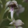 Fotografia 22 da espécie Himantoglossum hircinum do Jardim Botânico UTAD