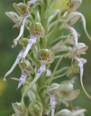 Fotografia 23 da espécie Himantoglossum hircinum no Jardim Botânico UTAD