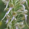 Fotografia 23 da espécie Himantoglossum hircinum do Jardim Botânico UTAD
