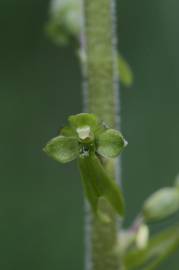 Fotografia da espécie Neottia ovata