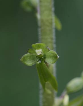 Fotografia 1 da espécie Neottia ovata no Jardim Botânico UTAD