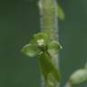 Fotografia 1 da espécie Neottia ovata do Jardim Botânico UTAD