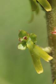 Fotografia da espécie Neottia ovata