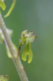 Fotografia da espécie Neottia ovata