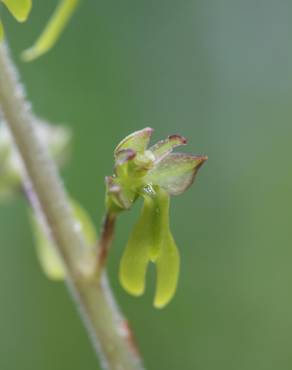 Fotografia 5 da espécie Neottia ovata no Jardim Botânico UTAD