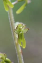 Fotografia da espécie Neottia ovata