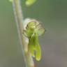 Fotografia 6 da espécie Neottia ovata do Jardim Botânico UTAD