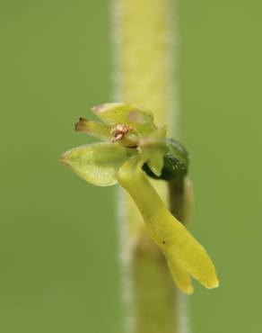 Fotografia 7 da espécie Neottia ovata no Jardim Botânico UTAD