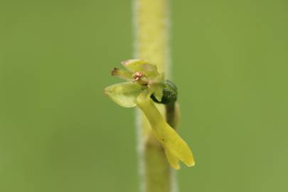 Fotografia da espécie Neottia ovata