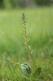 Fotografia da espécie Neottia ovata