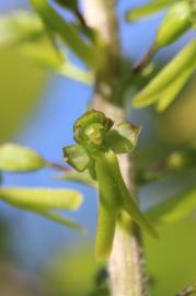 Fotografia da espécie Neottia ovata