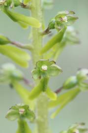 Fotografia da espécie Neottia ovata