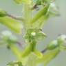 Fotografia 10 da espécie Neottia ovata do Jardim Botânico UTAD