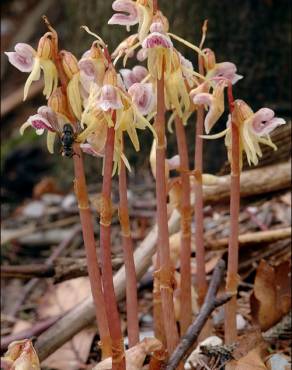 Fotografia 1 da espécie Epipogium aphyllum no Jardim Botânico UTAD