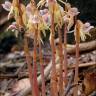 Fotografia 1 da espécie Epipogium aphyllum do Jardim Botânico UTAD