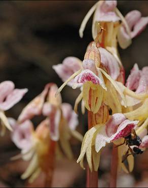 Fotografia 5 da espécie Epipogium aphyllum no Jardim Botânico UTAD