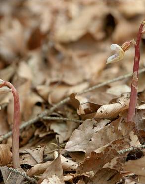 Fotografia 8 da espécie Epipogium aphyllum no Jardim Botânico UTAD