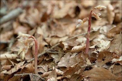 Fotografia da espécie Epipogium aphyllum