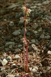 Fotografia da espécie Epipogium aphyllum