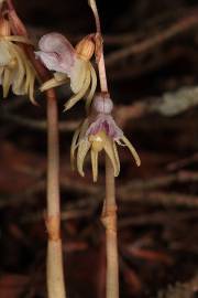 Fotografia da espécie Epipogium aphyllum