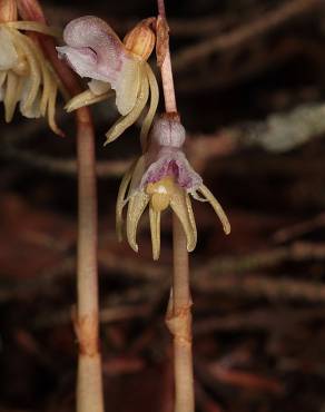 Fotografia 10 da espécie Epipogium aphyllum no Jardim Botânico UTAD