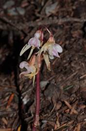 Fotografia da espécie Epipogium aphyllum