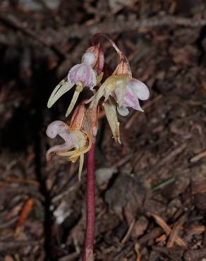 Fotografia 11 da espécie Epipogium aphyllum no Jardim Botânico UTAD