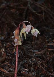 Fotografia da espécie Epipogium aphyllum