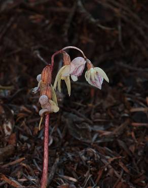 Fotografia 12 da espécie Epipogium aphyllum no Jardim Botânico UTAD