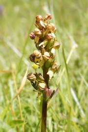 Fotografia da espécie Dactylorhiza viridis