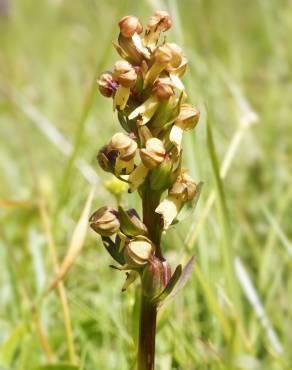 Fotografia 1 da espécie Dactylorhiza viridis no Jardim Botânico UTAD