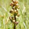 Fotografia 1 da espécie Dactylorhiza viridis do Jardim Botânico UTAD